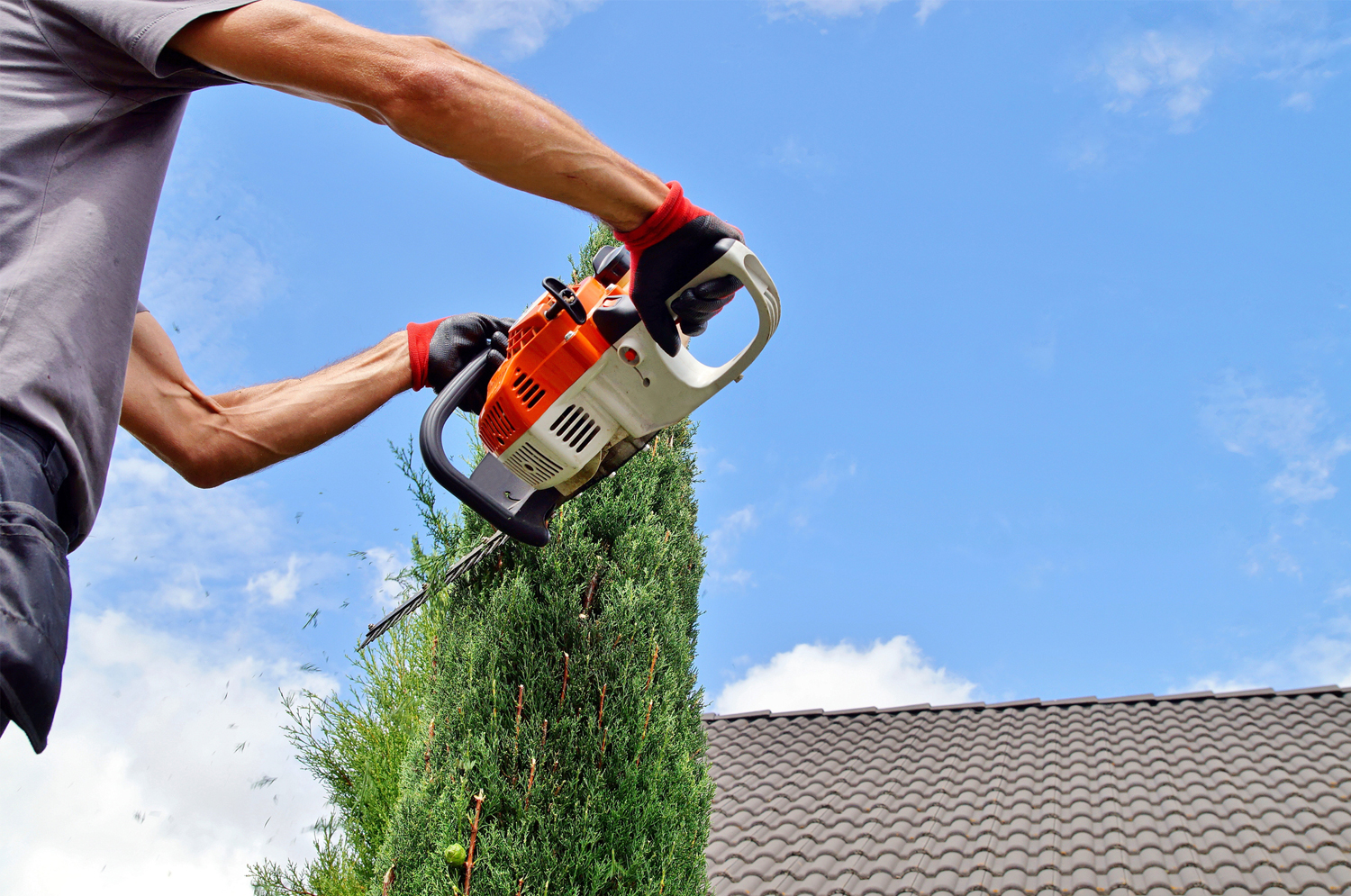 Tree surgeon in Bromley | Professional tree care |Tree services