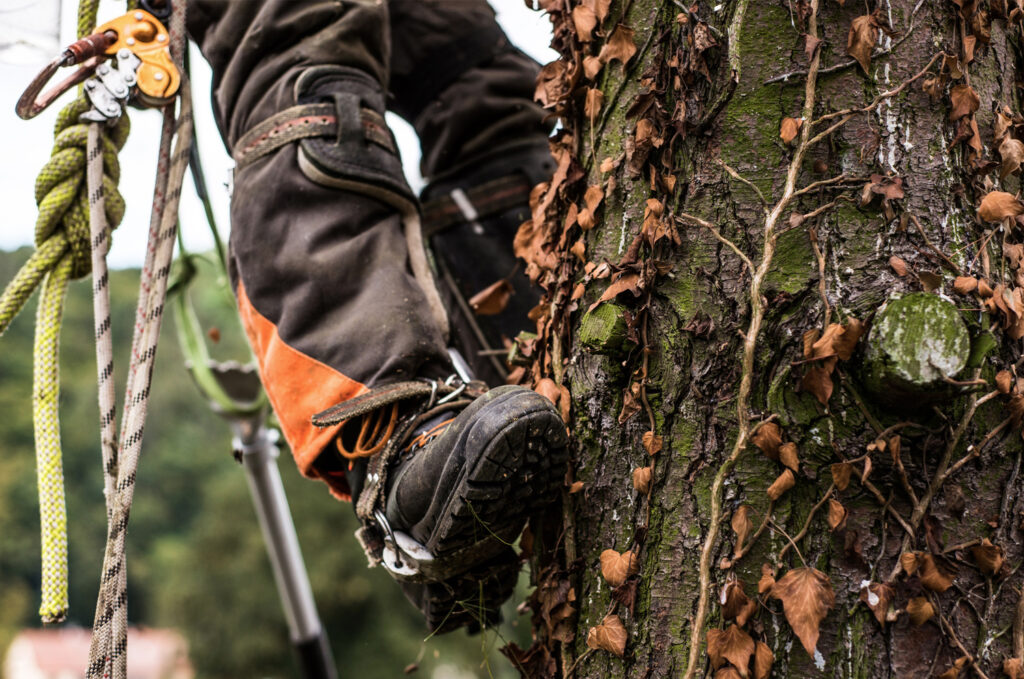 Toby Stone Tree Surgeon Ltd